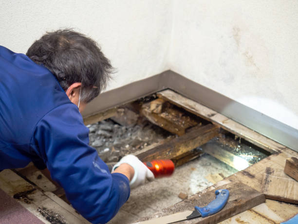 Best Home Mold Removal  in Peaceful Valley, WA