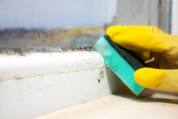 Professional Mold Removal in Peaceful Valley, WA