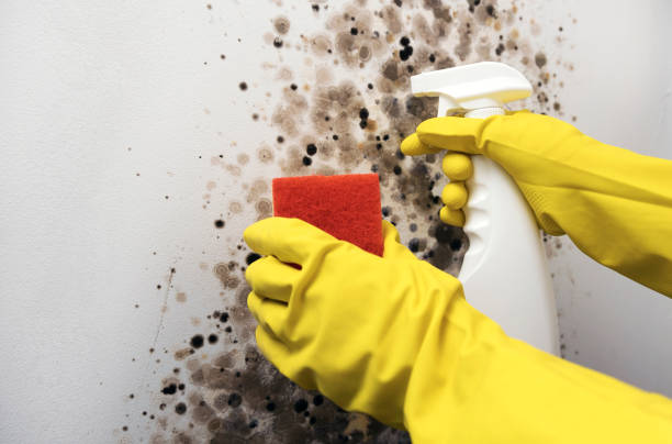 Mold Removal Process in Peaceful Valley, WA