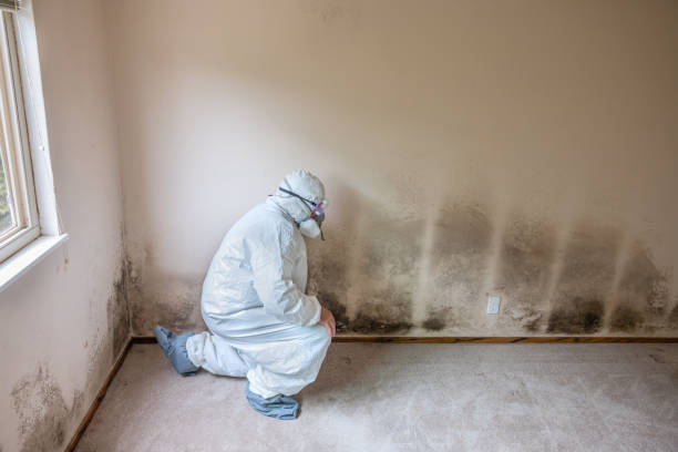Best Same-Day Mold Removal  in Peaceful Valley, WA